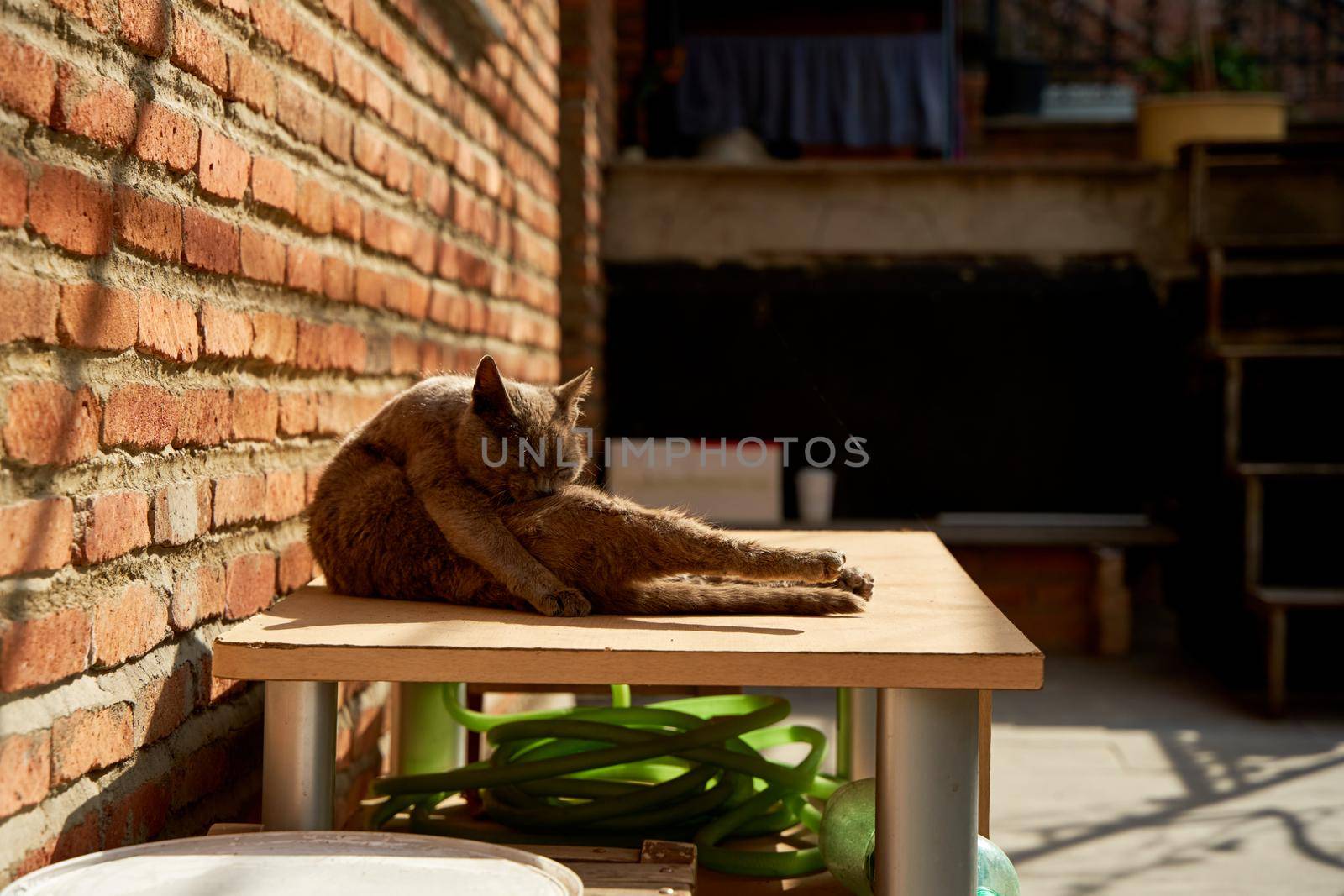 A stray cat is basking in the sun. Street animals in the city.