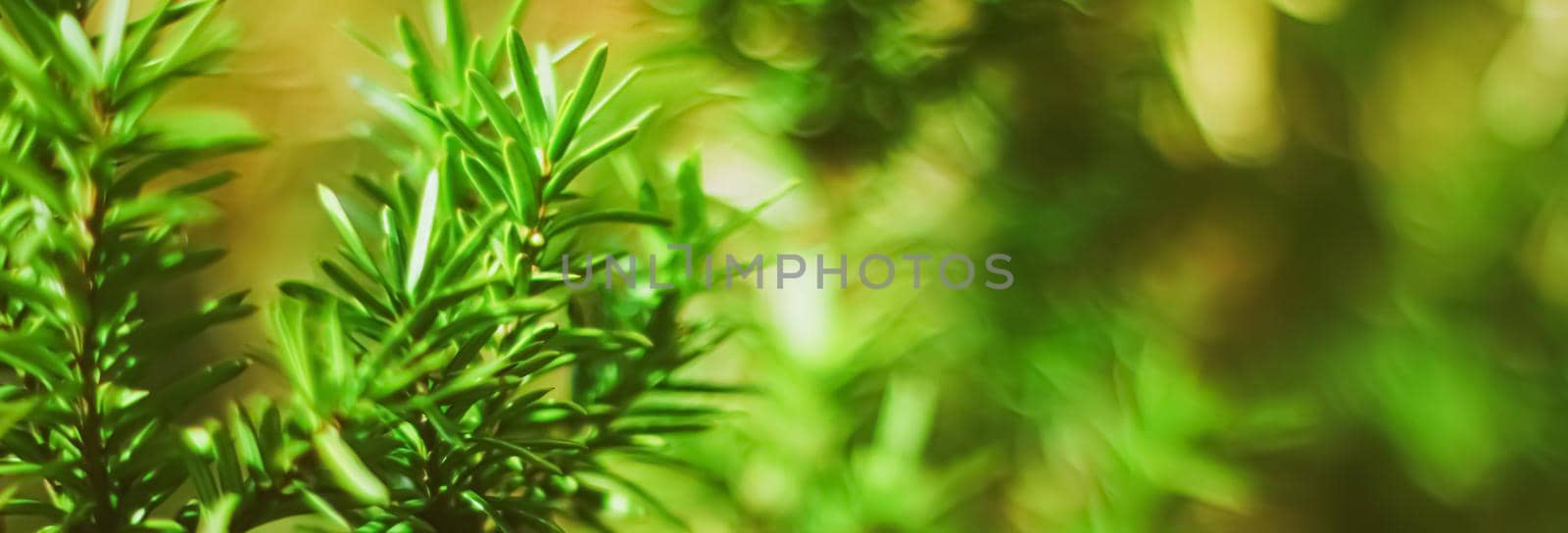 Spruce tree branches as abstract nature background and natural environment concept