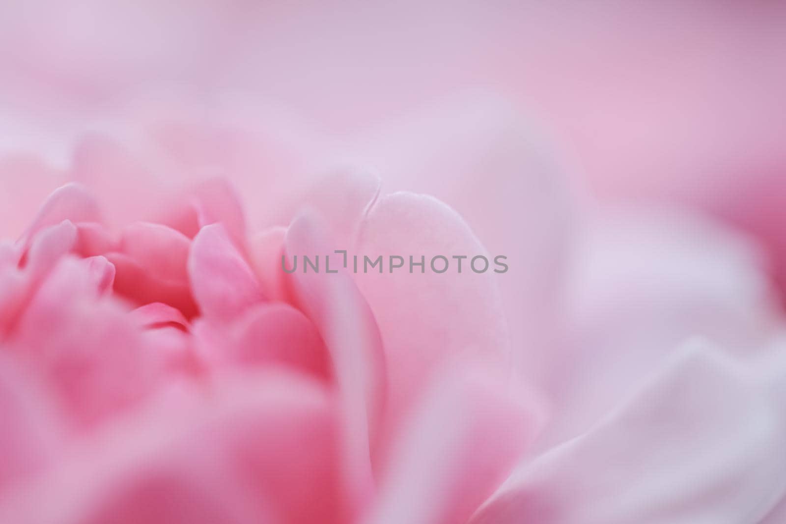 Botanical concept, wedding invitation card - Soft focus, abstract floral background, pink rose flower. Macro flowers backdrop for holiday brand design