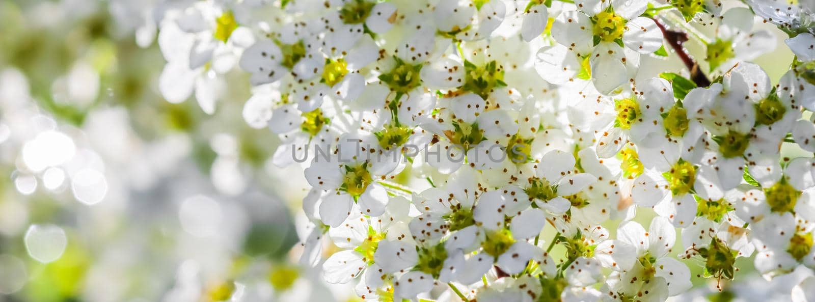 White flowers Thunberg Spirea, Spiraea Thunbergii, in sunny spring day. Blurred background