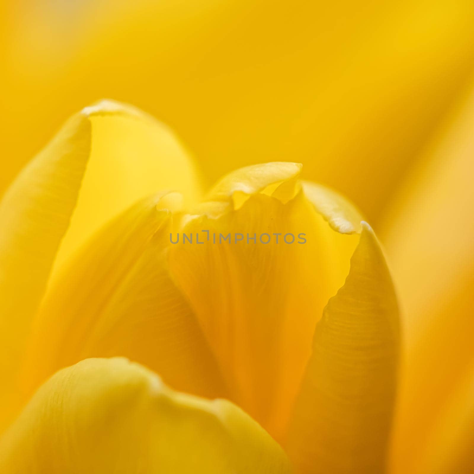 Abstract floral background, yellow tulip flower. Macro flowers backdrop for holiday brand design. Botanical concept