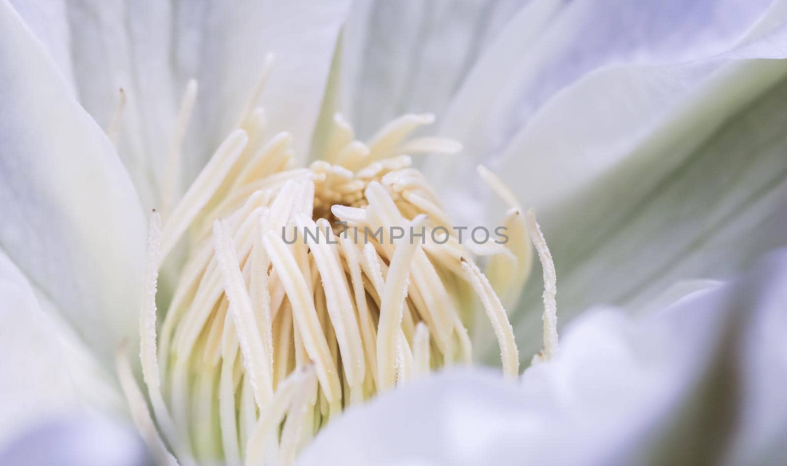 Botanical concept, invitation card - Soft focus, abstract floral background, white Clematis Asagasumi flower. Macro flowers backdrop for holiday brand design
