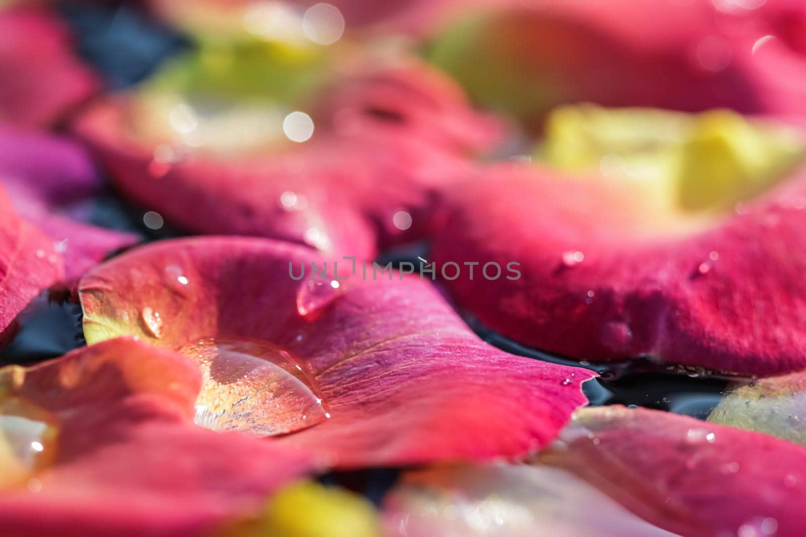 Red yellow rose petals with drops of water. Aromatherapy and spa concept. Blurred floral natural background