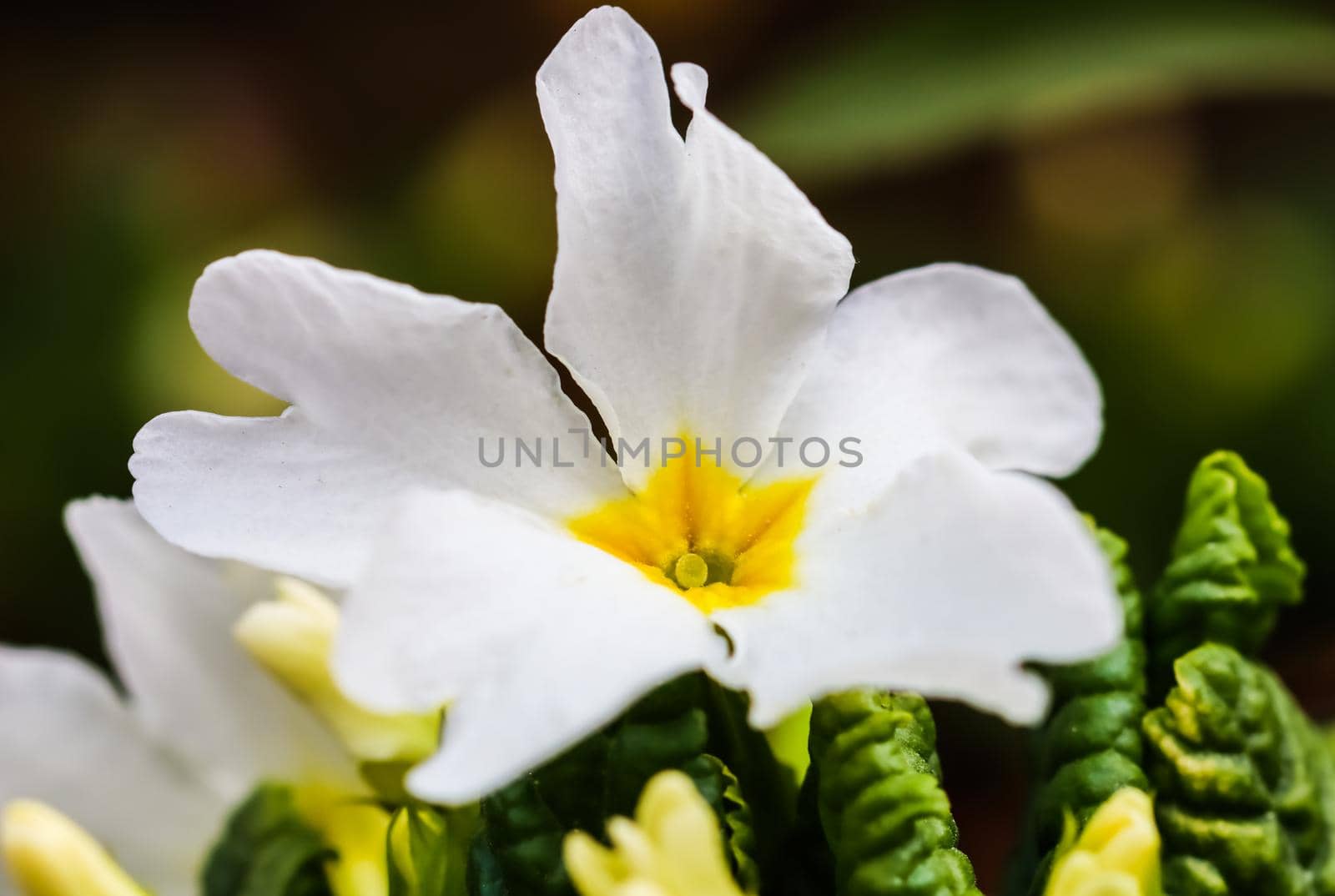 Blooming white primrose with a yellow center in the spring garden