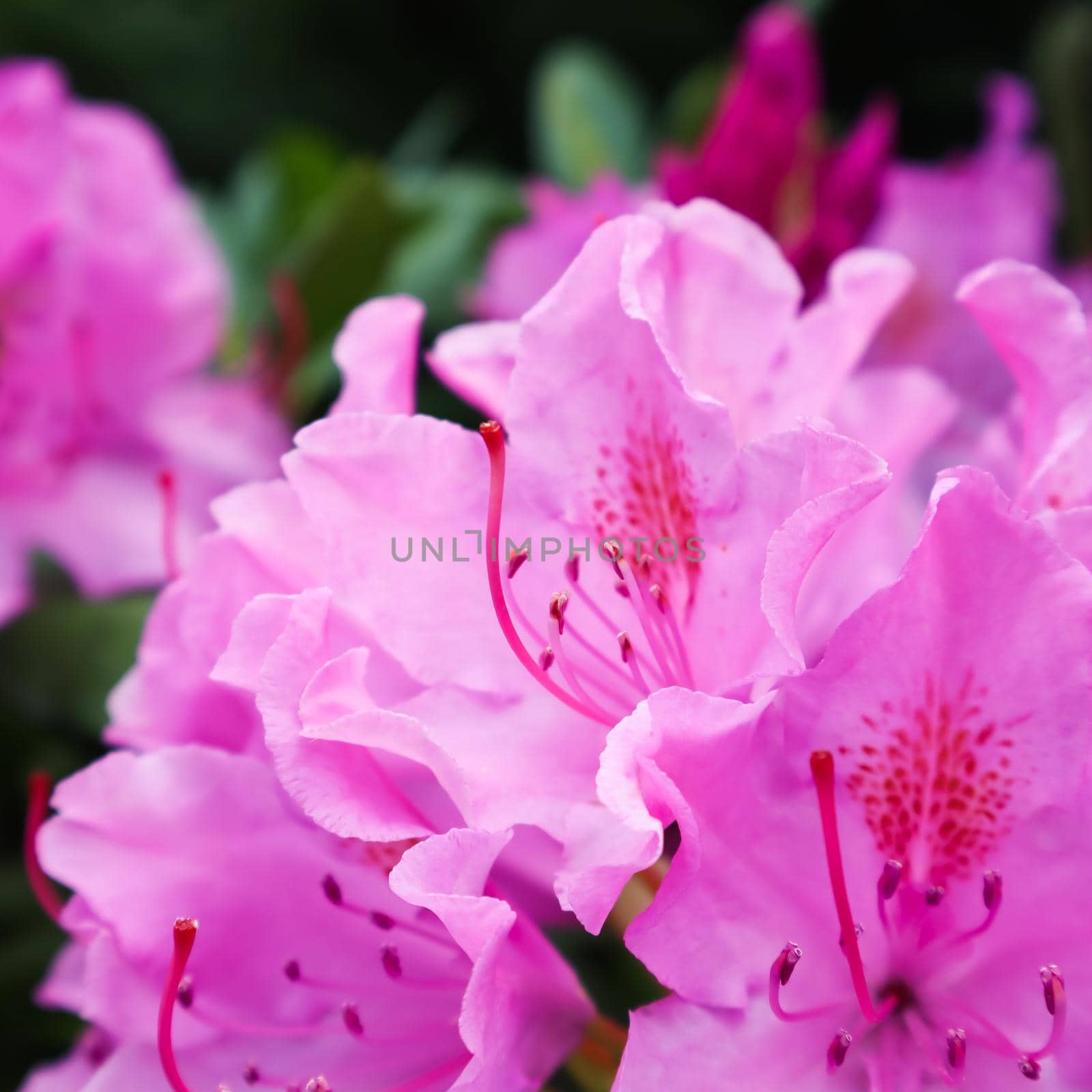 Blooming pink rhododendron flower in spring. Gardening concept. Flower background by Olayola