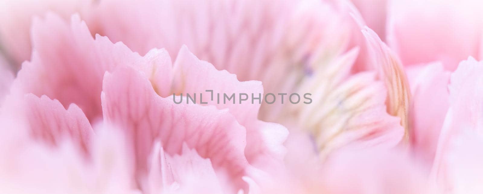 Retro art, vintage card and botanical concept - Abstract floral background, pale pink carnation flower. Macro flowers backdrop for holiday brand design