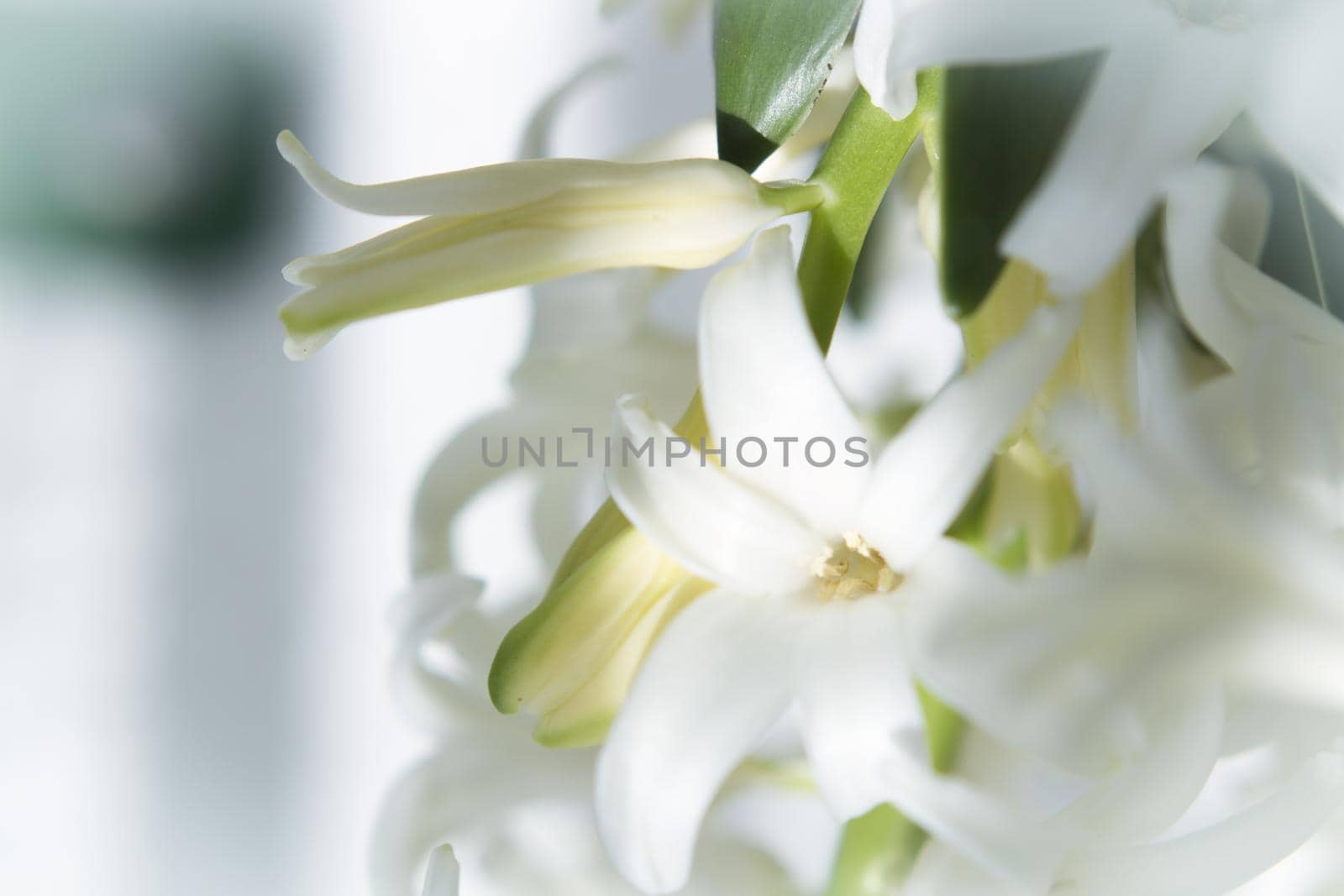 White hyacinth in full spring bloom. No people