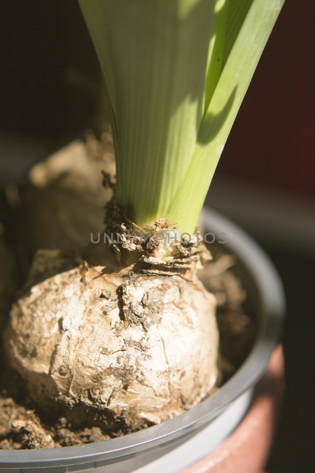 White hyacinth bulbs not yet flowering. No people