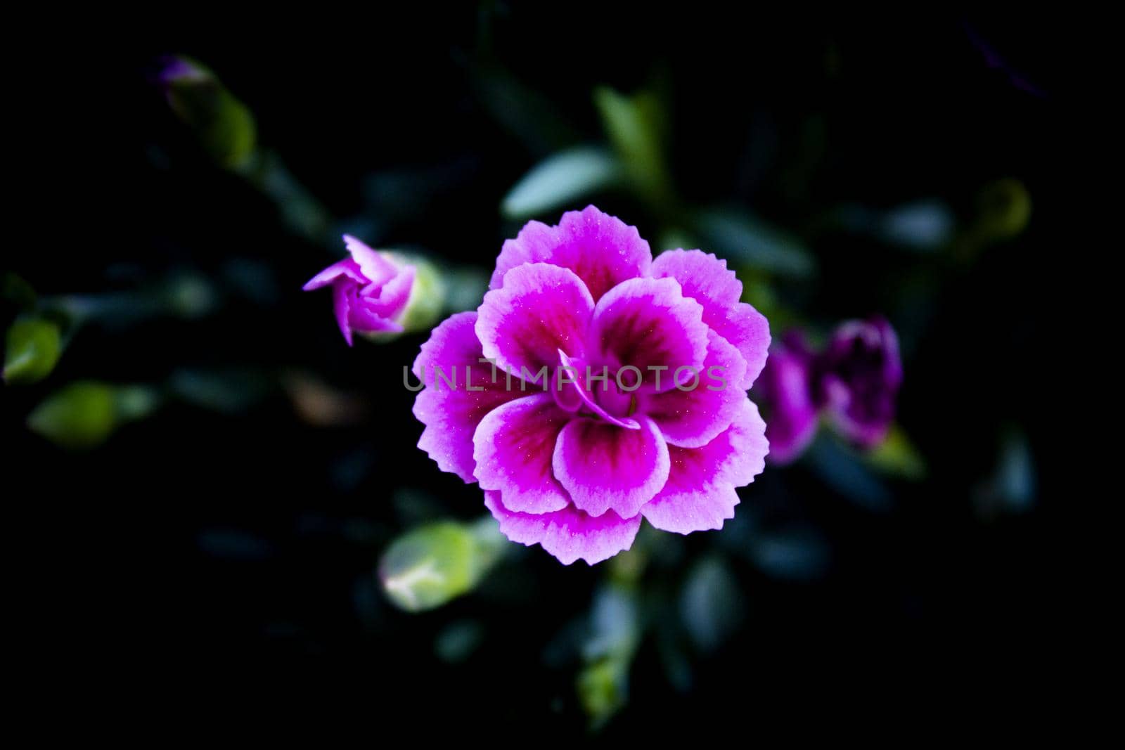 Carnation flower variety, in pink color. No people