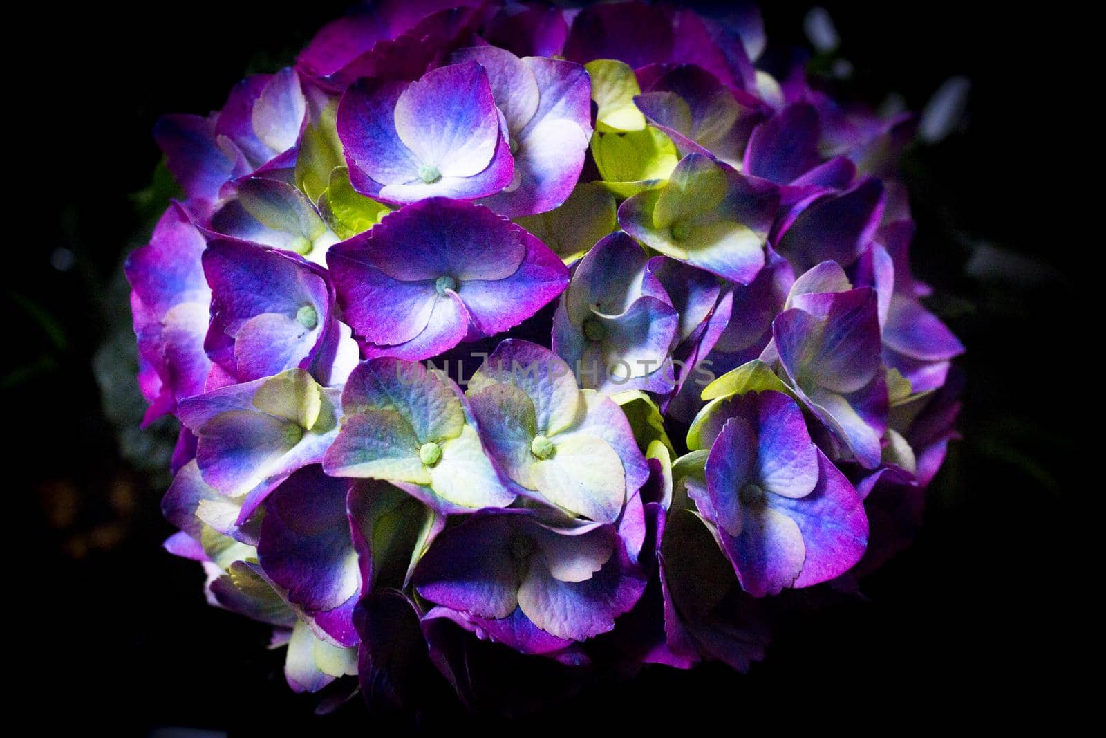 Hydrangea plant in full bloom by GemaIbarra