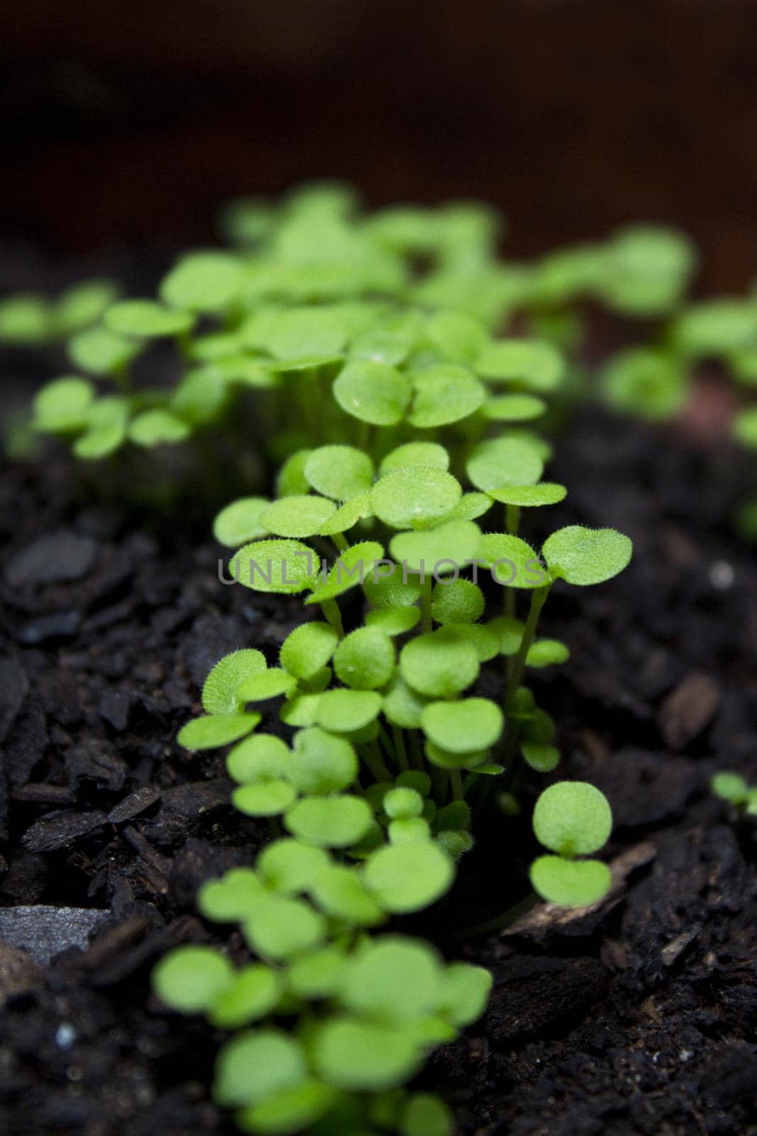 Germinated blue alps miosotis plant. Green color