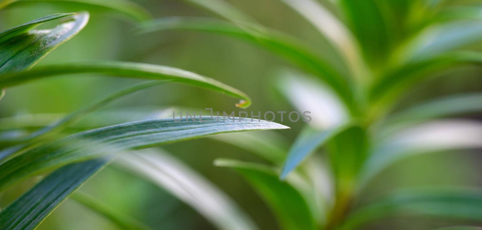abstract background banner of leaves and stems of lilies by ndanko