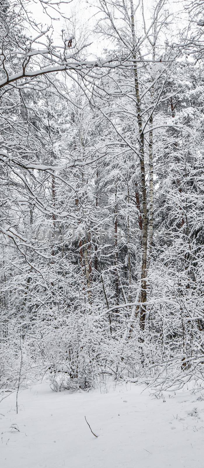 Snowy winter forest. Snow covered branches trees and bushes