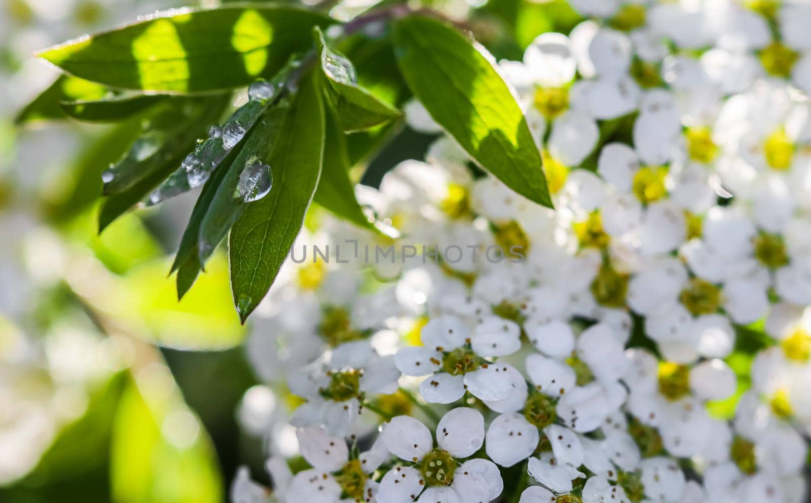 White flowers Thunberg Spirea, Spiraea Thunbergii, and green leaves with drops of rain. Bokeh with sunlight reflection