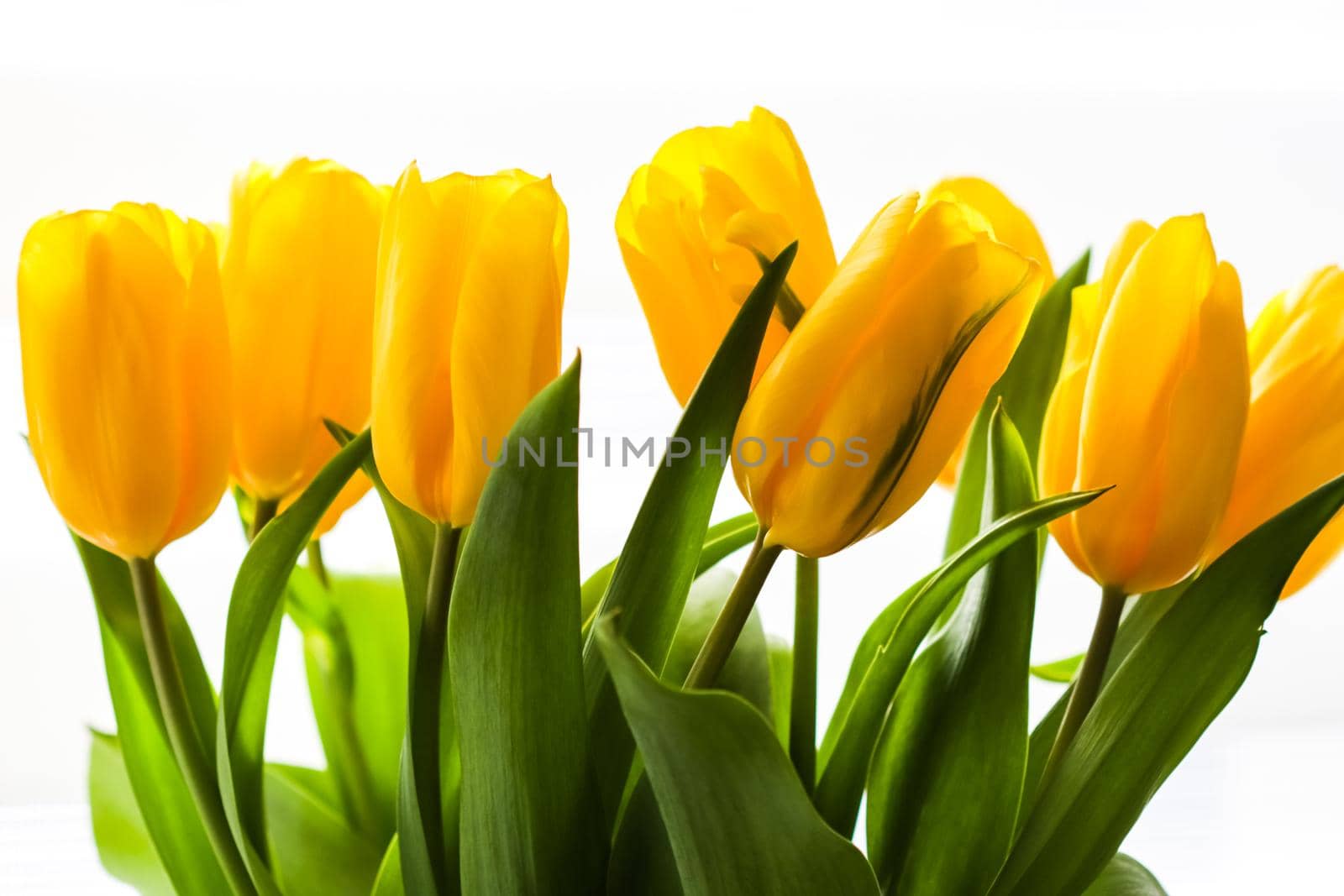 Bouquet of yellow tulips lit by sunlight on a white background. Perfect for greeting card.