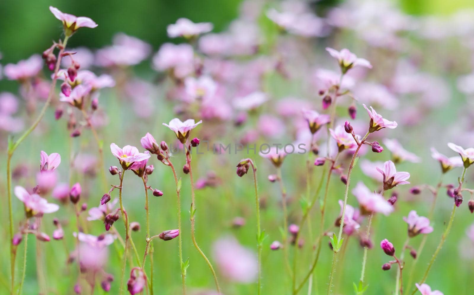 Delicate white pink flowers of Saxifrage moss in spring garden. Floral background