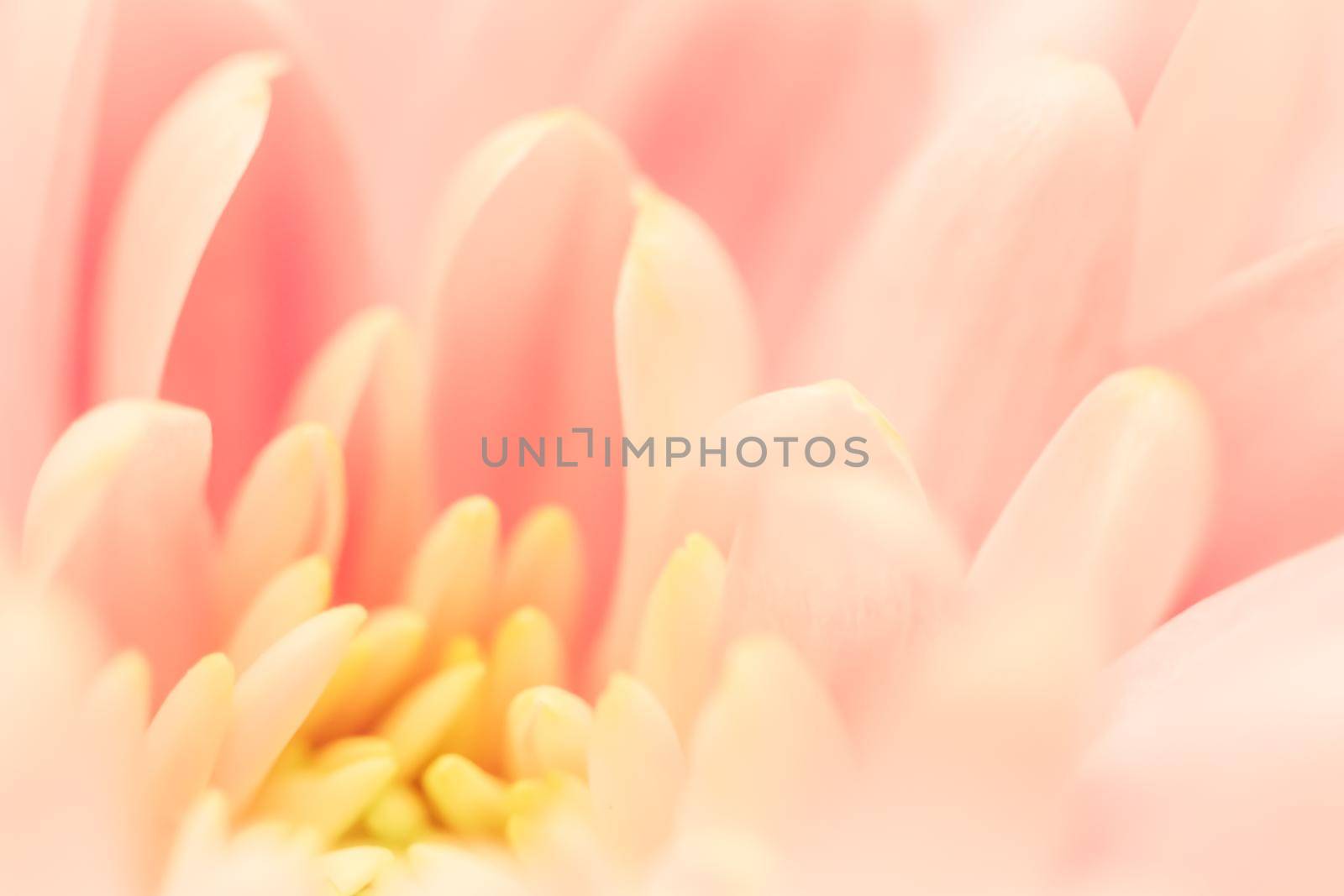 Abstract floral background, pink chrysanthemum flower. Macro flowers backdrop for holiday brand design by Olayola