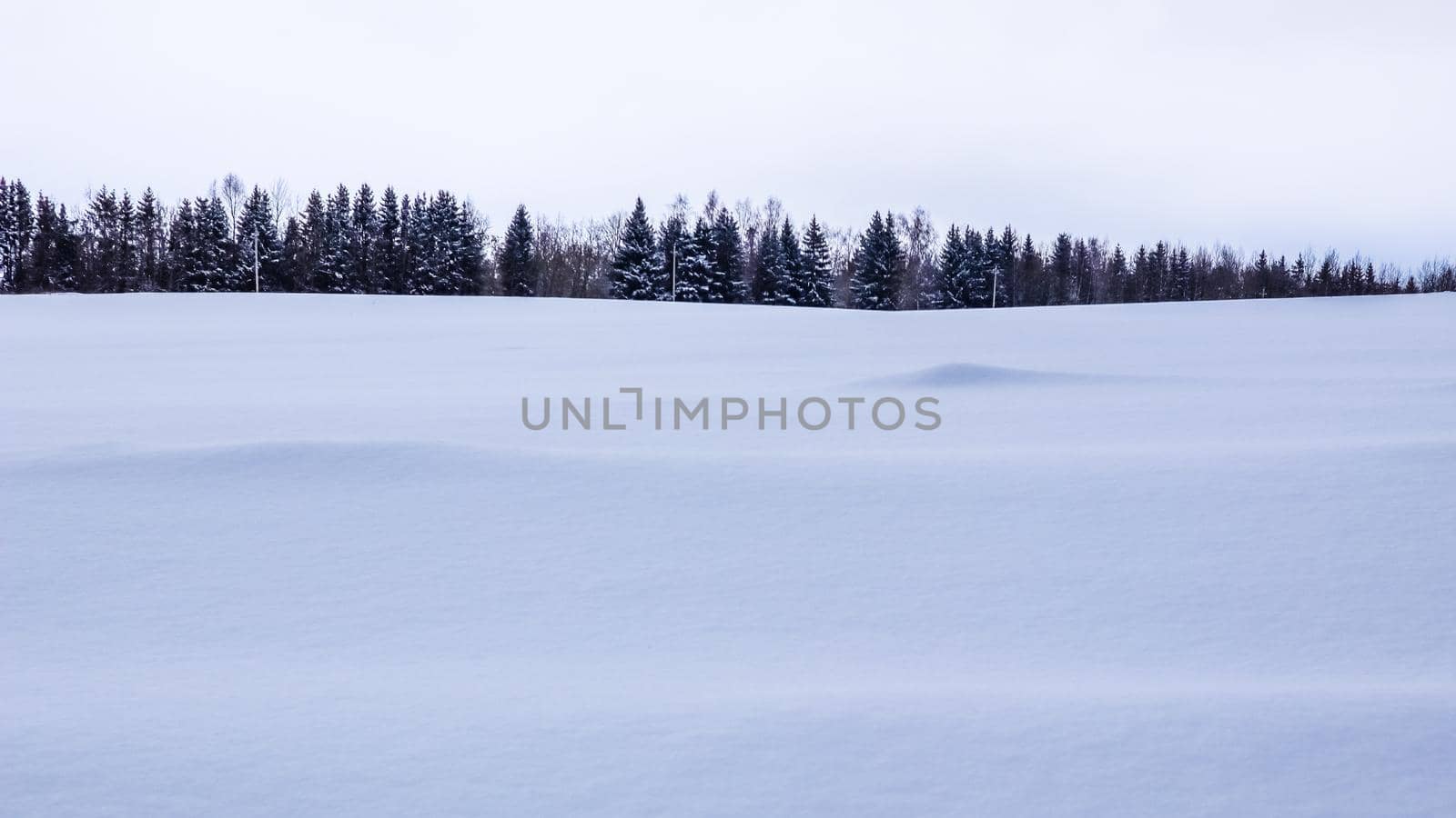 White fresh snow on the field and fir trees on the horizon. Winter landscape in blue tone