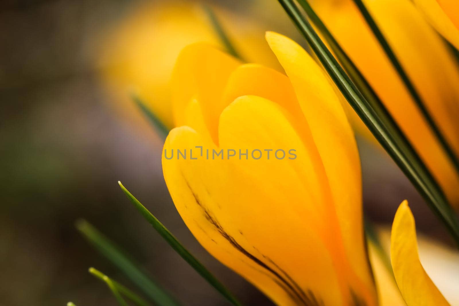 Abstract floral background, yellow crocus flowers. Macro flowers backdrop for holiday brand design