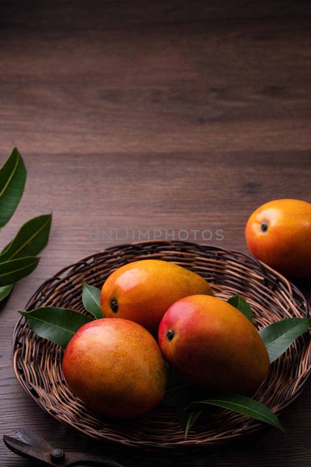 Mango. Close up of fresh ripe mango fruit on a bamboo sieve over dark wooden table background with green leaves.