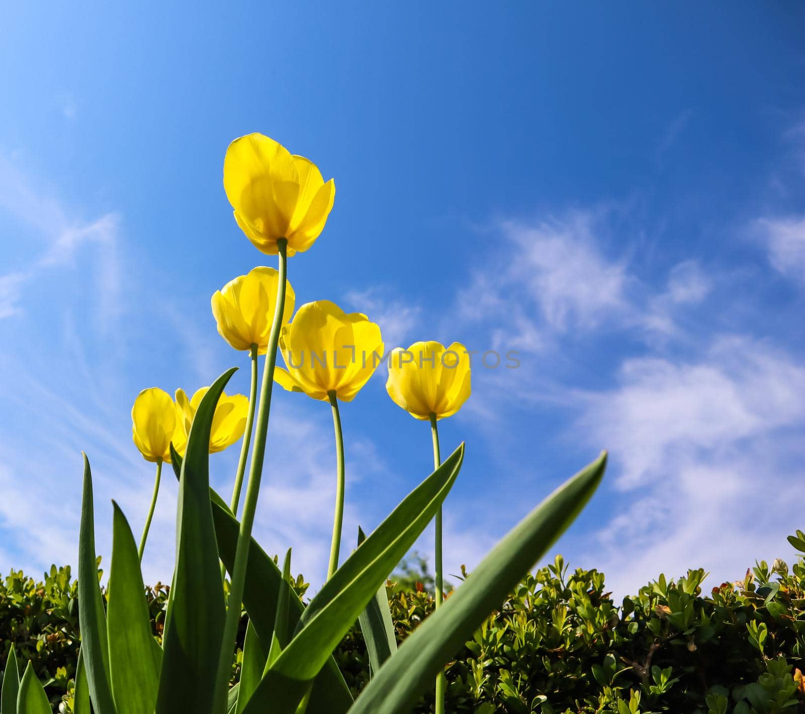 Beautiful yellow tulips in spring against blue sky with clouds. Floral background