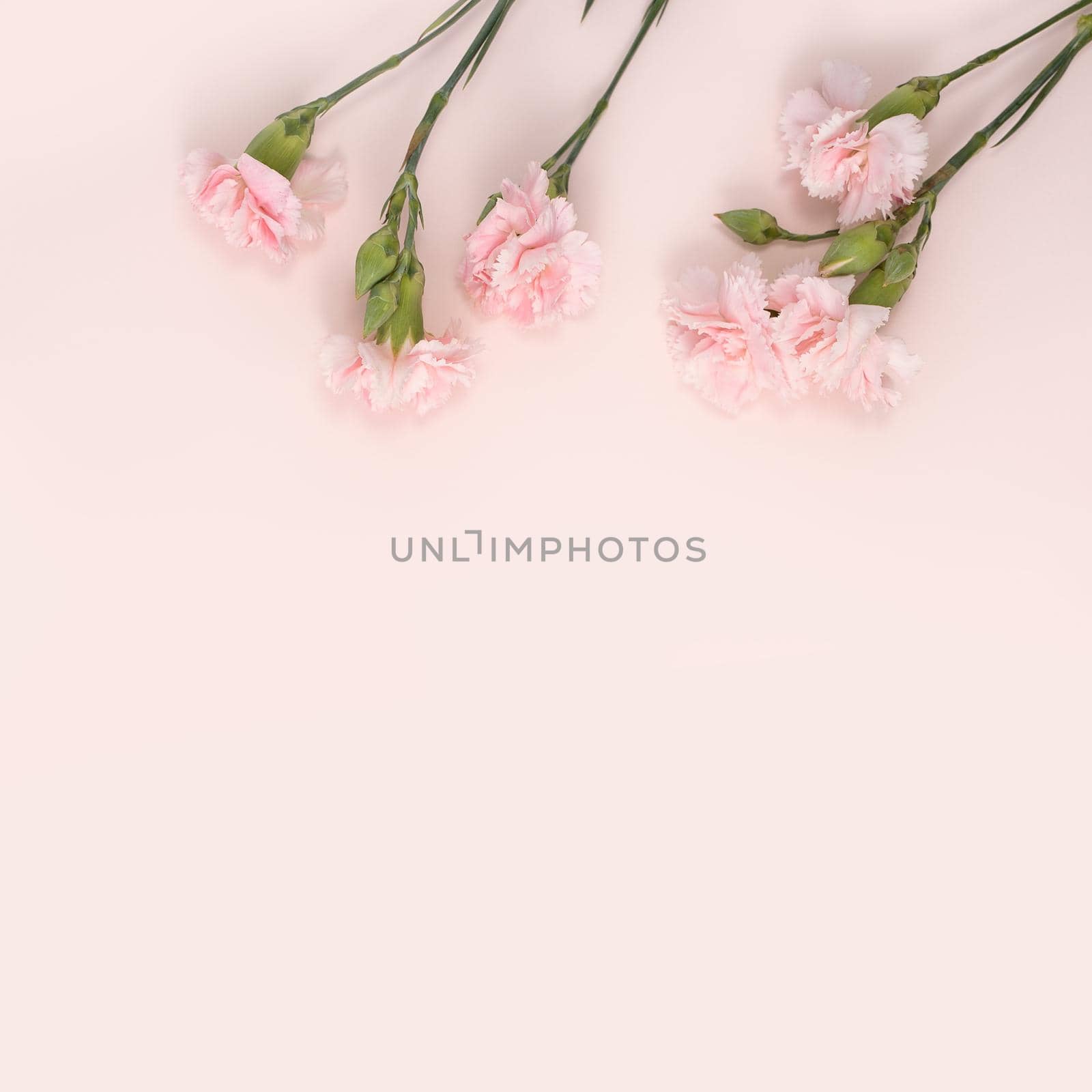 Design concept of Mother's day holiday greeting design with carnation bouquet on pastel pink table background