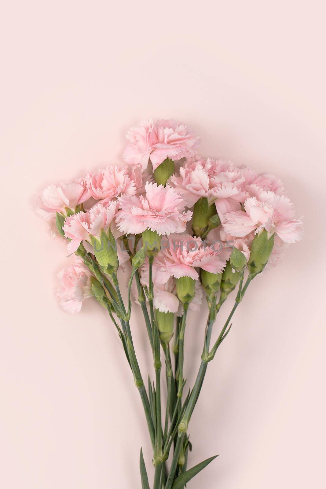 Design concept of Mother's day holiday greeting design with carnation bouquet on pastel pink table background