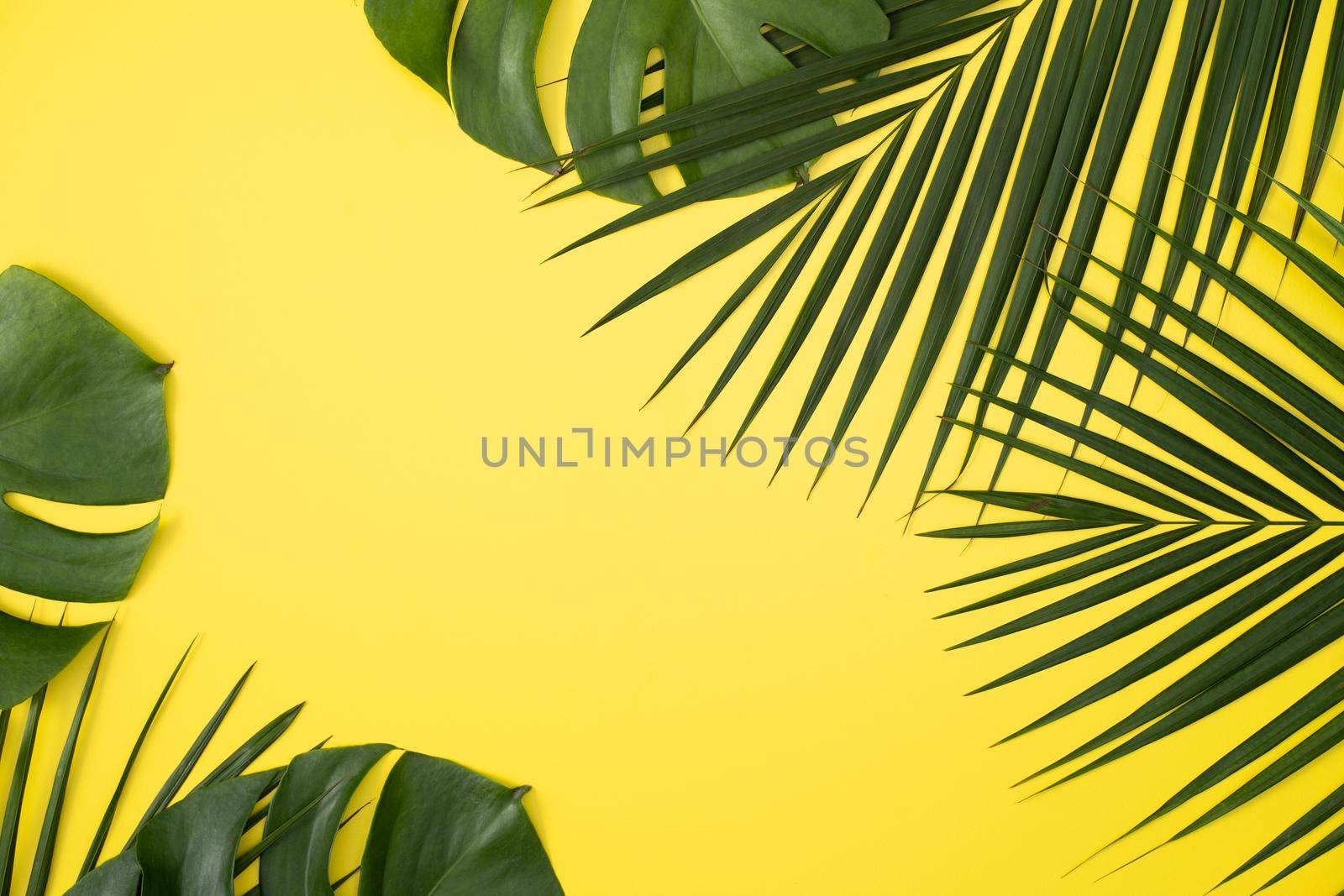 Top view of tropical palm leaves branch isolated on bright yellow background with copy space.