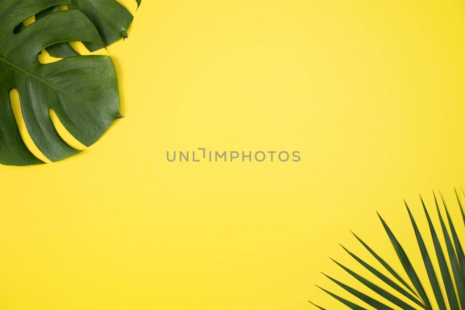 Tropical palm leaves isolated on bright yellow background. by ROMIXIMAGE