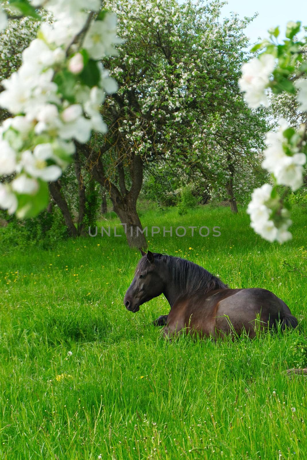 Young brown horse resting in lush green grass in spring in a farm orchard with trees covered in white blossom under a sunny blue sky in a concept of the seasons