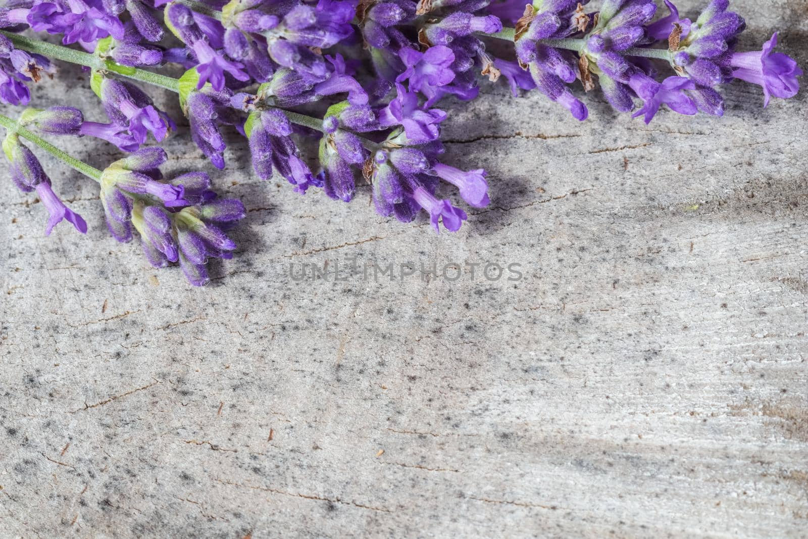 Lavender flowers on a gray rustic background of an old stump