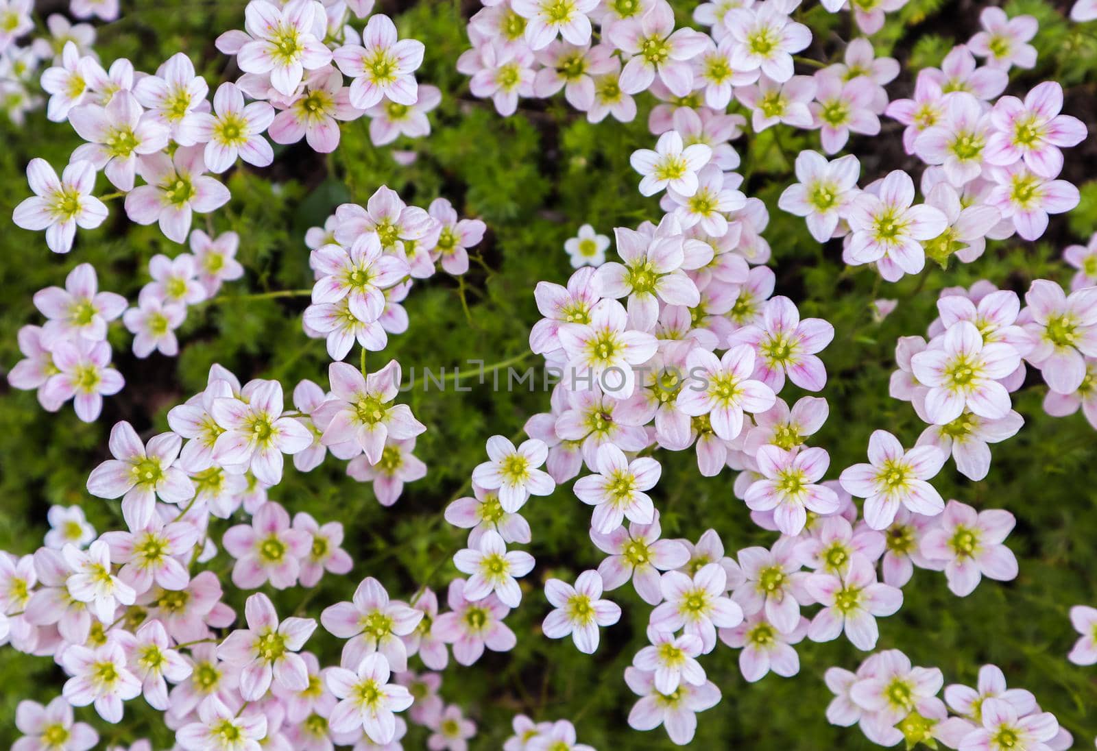 Floral background. Small white flowers Saxifrage moss in the spring garden