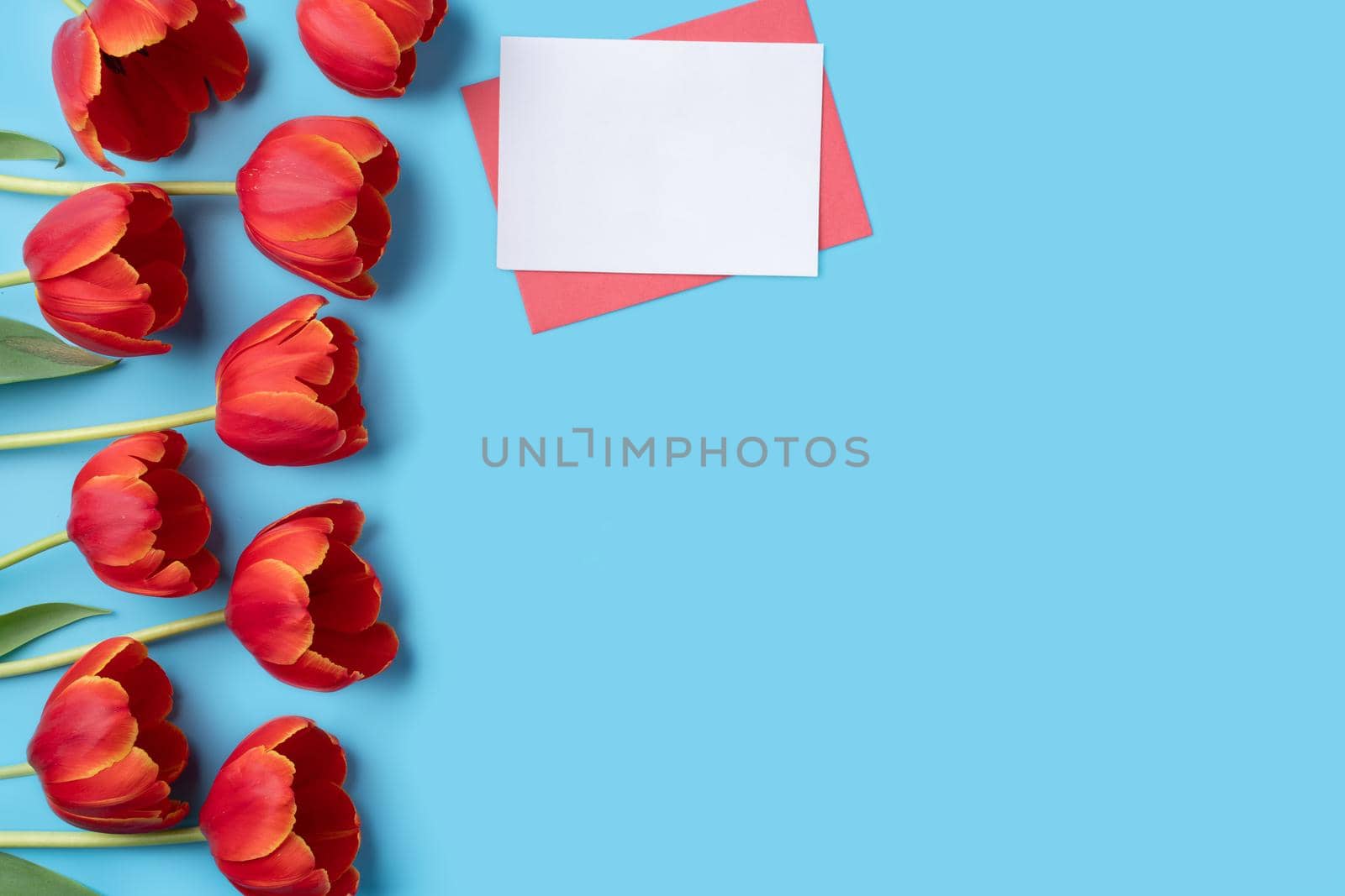 Design concept of Mother's day holiday greeting gift design with red tulip bouquet and card on bright blue table background