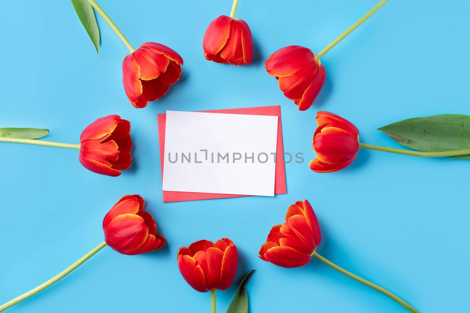 Design concept of Mother's day holiday greeting gift design with red tulip bouquet and card on bright blue table background