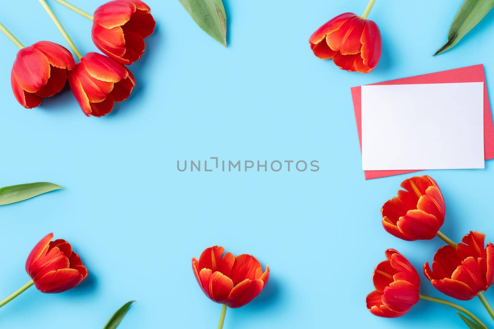 Design concept of Mother's day holiday greeting gift design with red tulip bouquet and card on bright blue table background