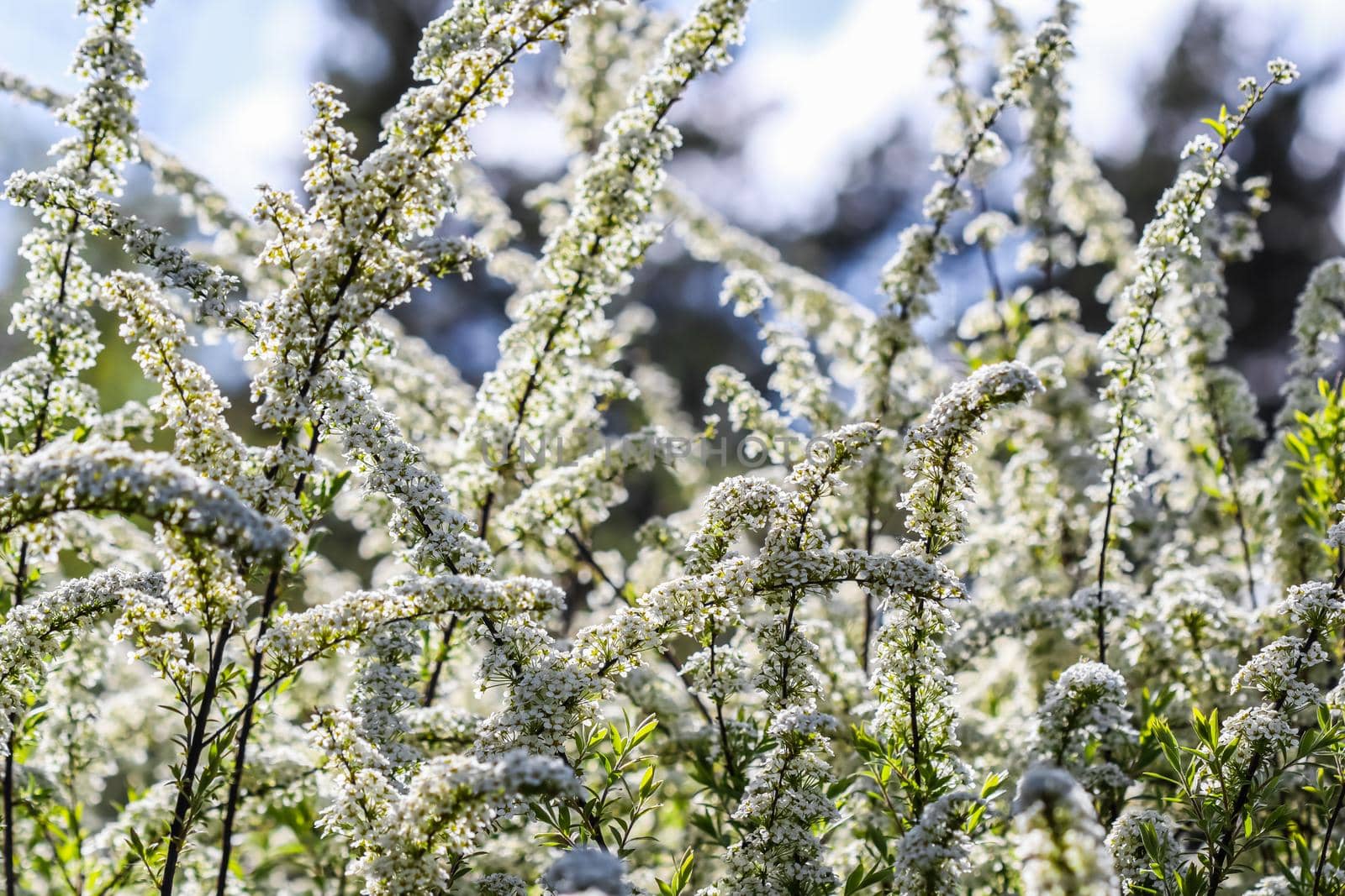 Thunberg Spirea (Spiraea Thunbergii) bush in blossom. Background of white flowers