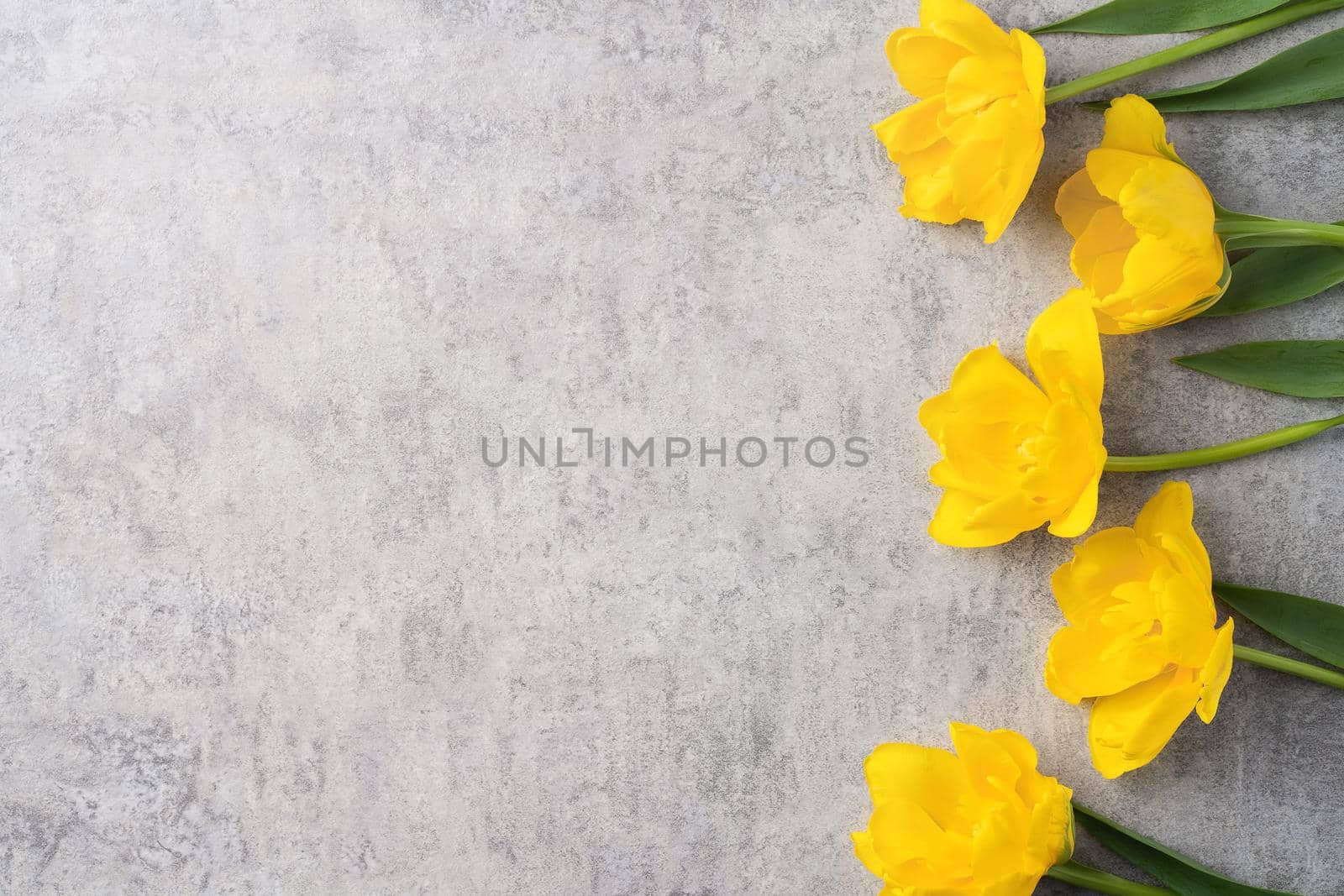 Concept of Mother's day holiday greeting design with yellow tulip flower bouquet on gray background