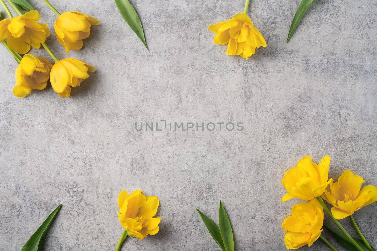 Concept of Mother's day holiday greeting design with yellow tulip flower bouquet on gray background