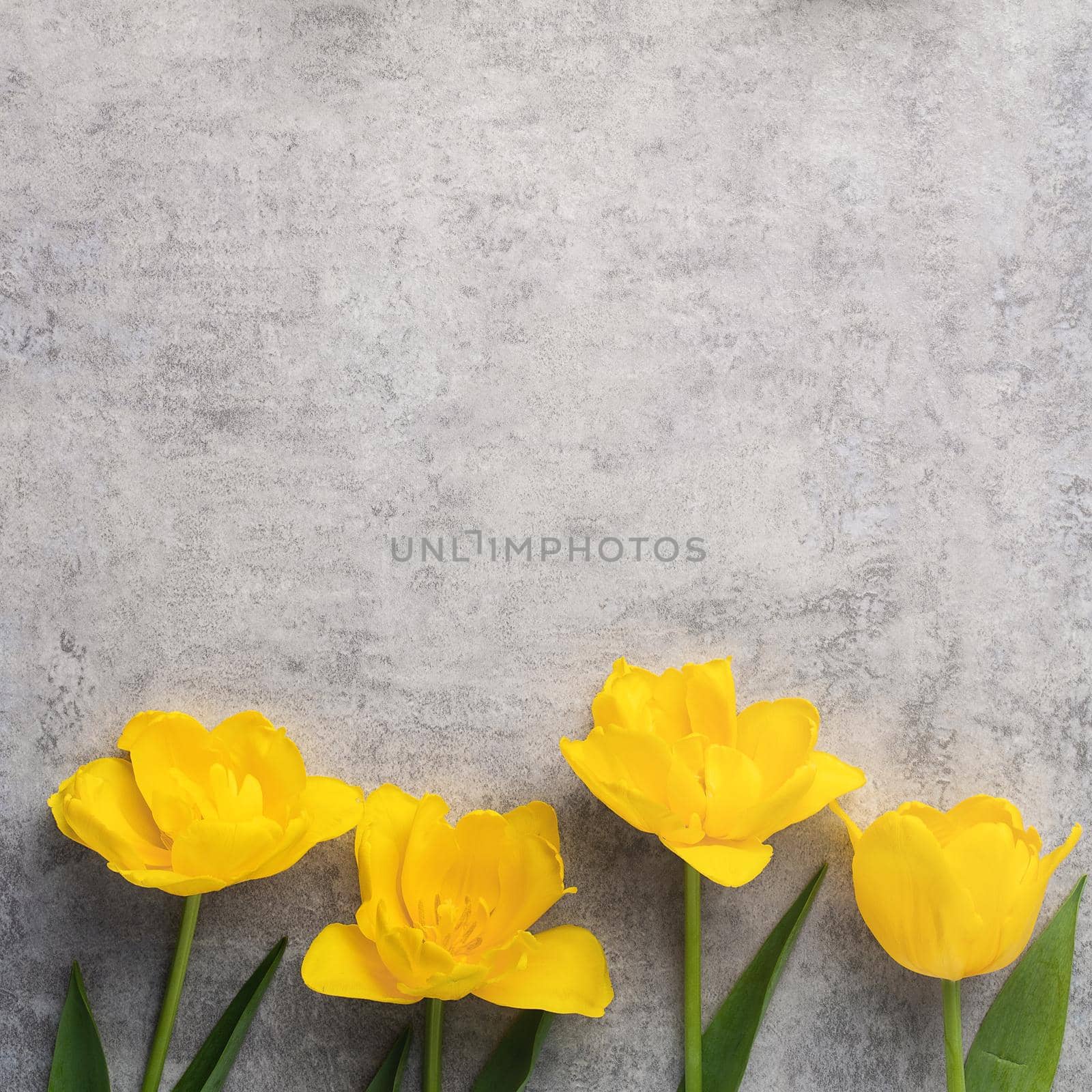 Concept of Mother's day holiday greeting design with yellow tulip flower bouquet on gray background