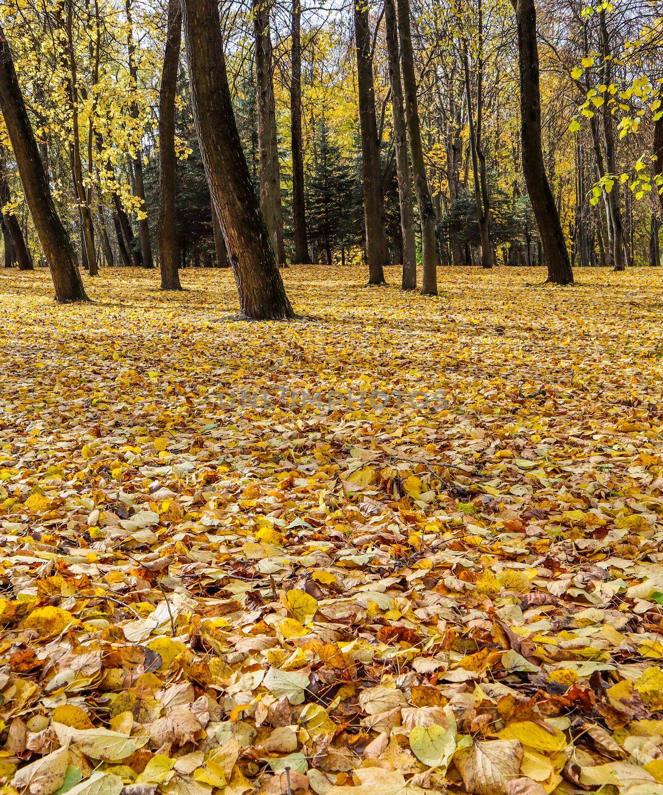 Fallen yellow leaves in the park on an autumn sunny day