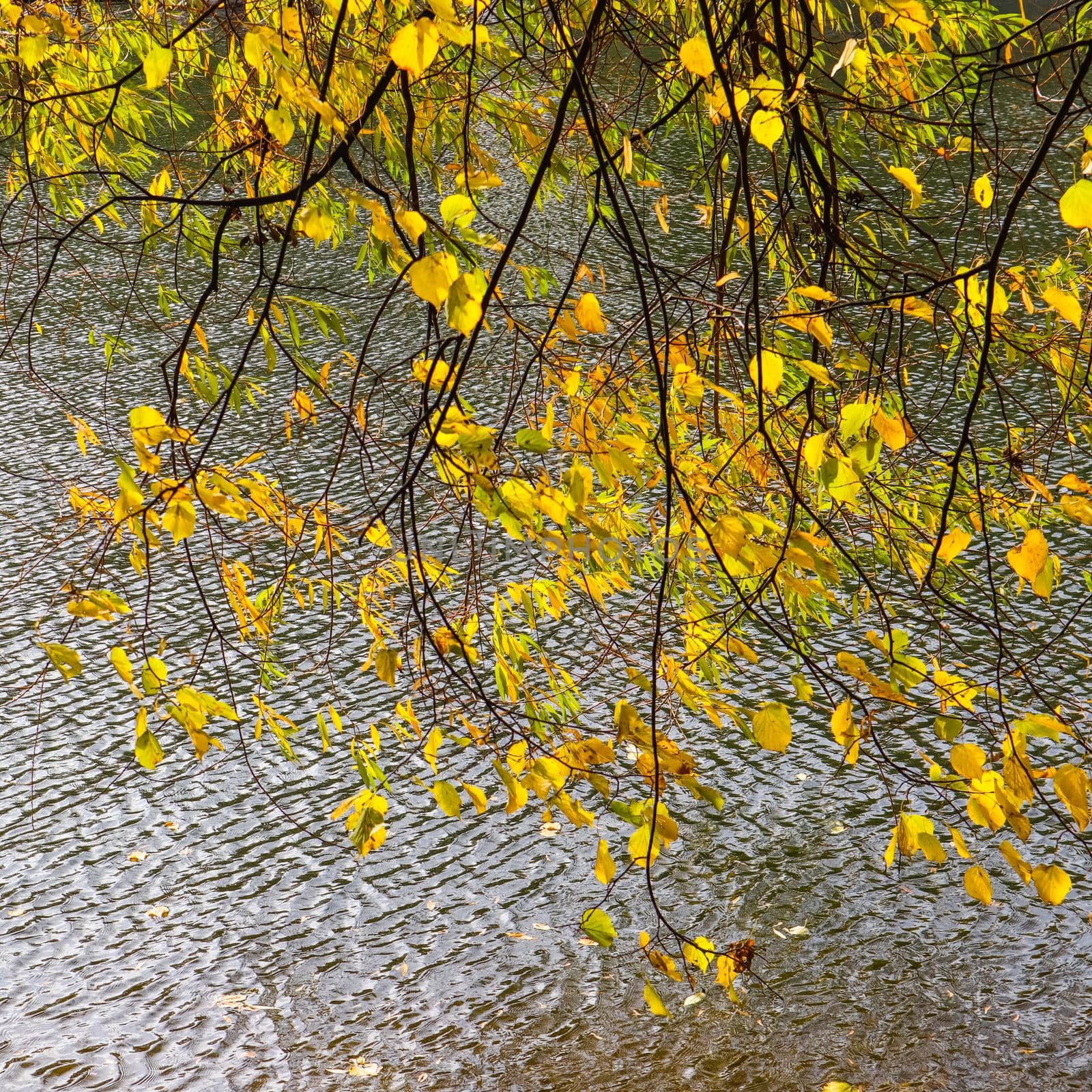 Bright yellow leaves on the branches above the water on a sunny autumn day. Autumn background by Olayola