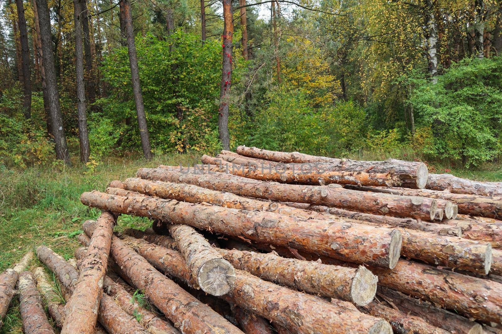 Log trunks pile, the logging timber wood industry. Wooden trunks on autumn forest background