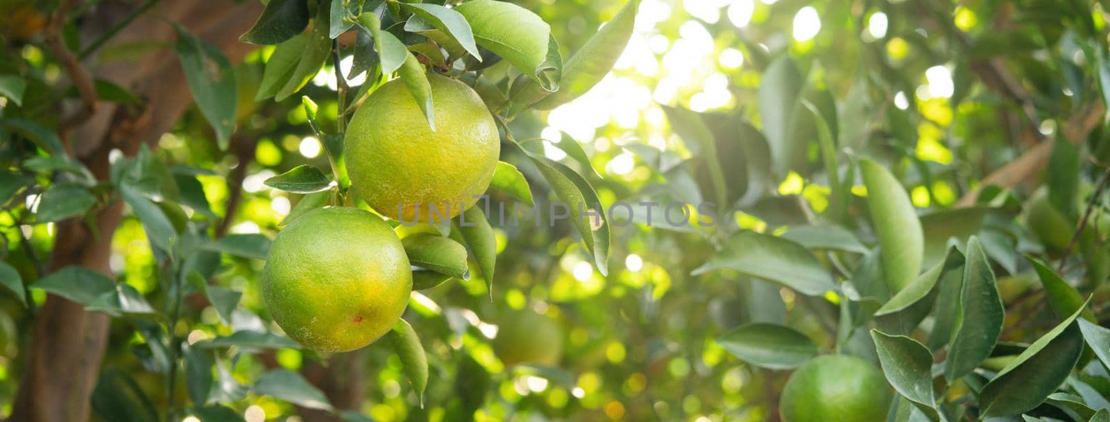 Fresh ripe tangerine mandarin orange on the tree in the orange garden orchard with backlight of sun.