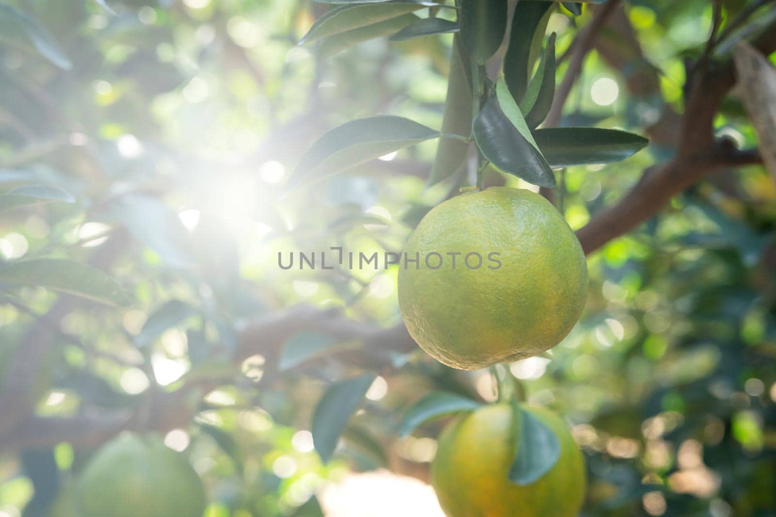 Fresh ripe tangerine mandarin orange on the tree in the orange garden orchard with backlight of sun.