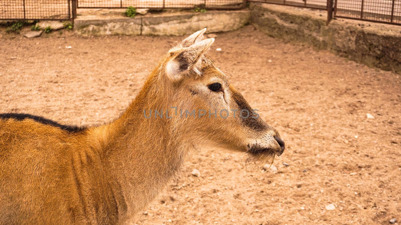 A female deer at the zoo. Deer on a background of sand. Summer photo at the zoo.