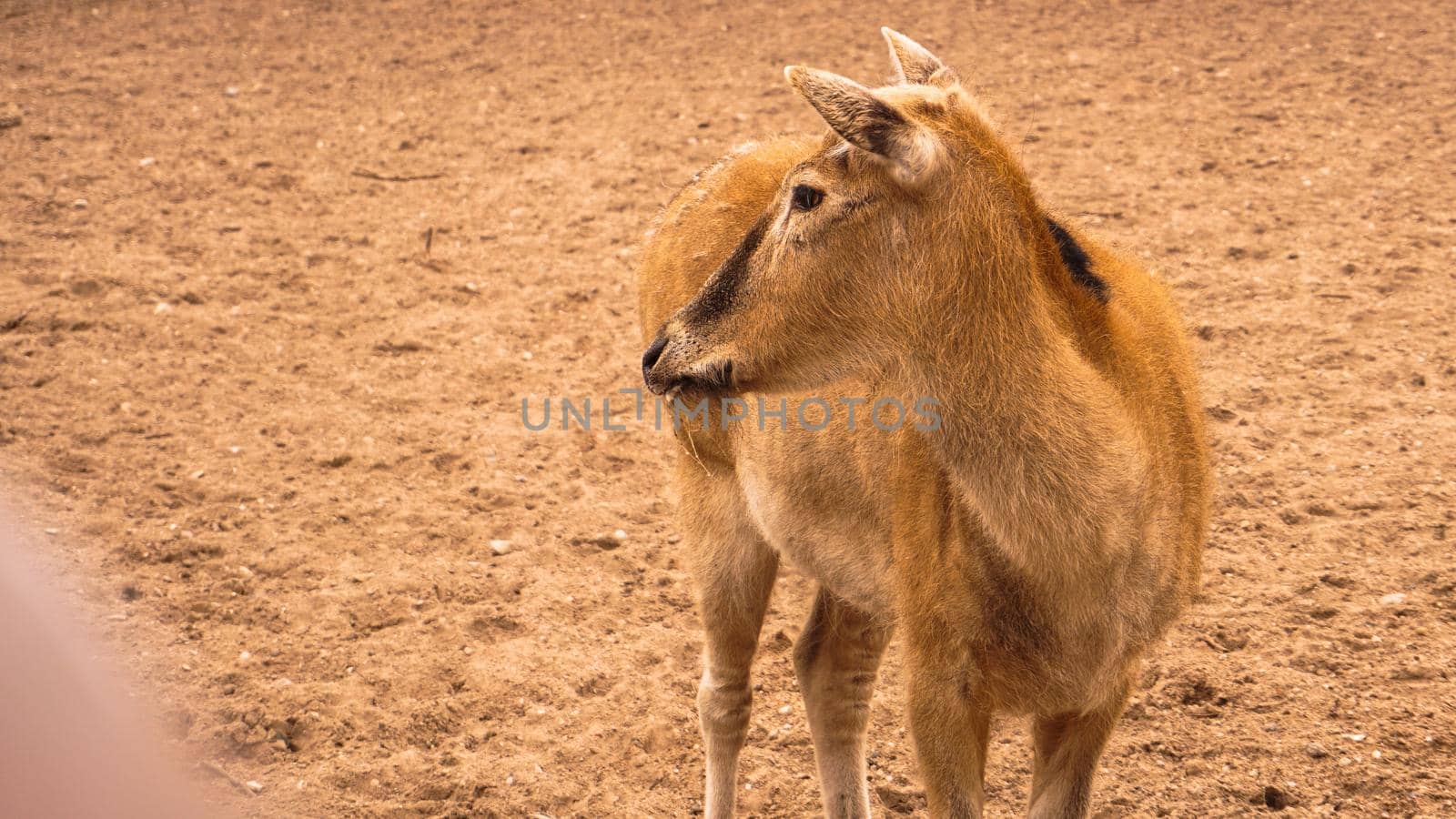 A female deer at the zoo. Deer on a background of sand. Summer photo at the zoo.