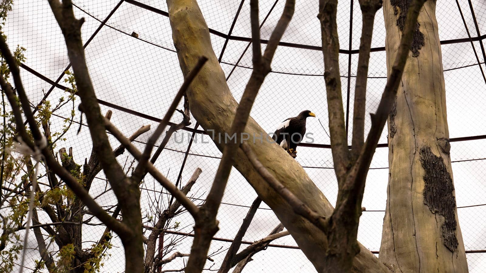 White-tailed eagle in a zoo cage. Aviary for birds with trees. A bird sitting on a branch