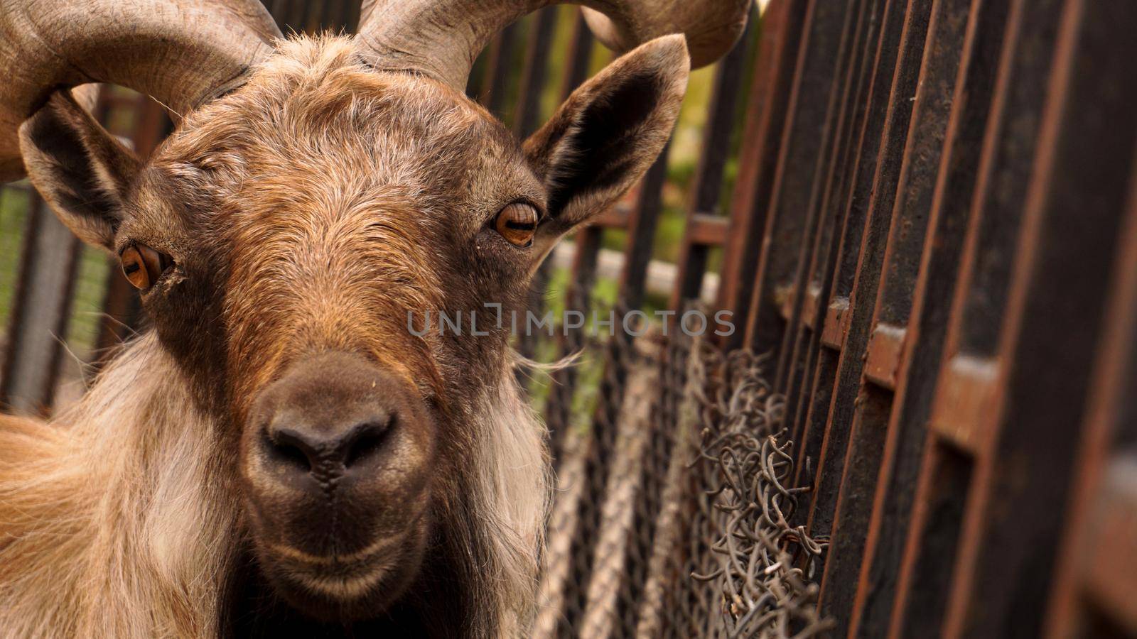 Close up photo of the head of Markhor. Animal in a zoo cage. Male looking at the camera