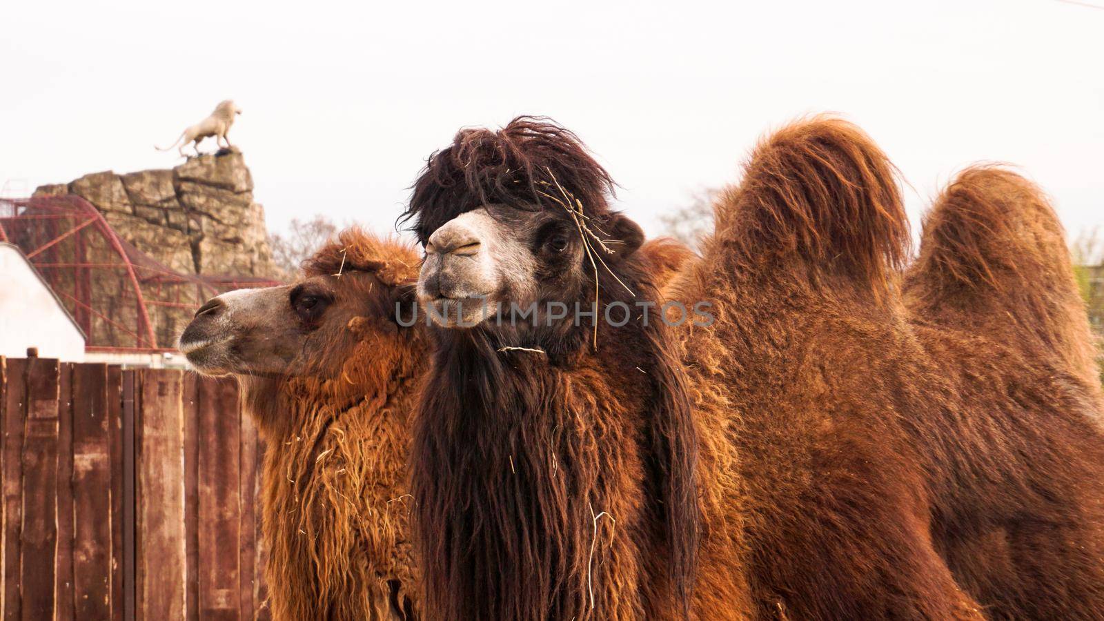 Close up photo of two camels heads. Animals in the zoo by natali_brill