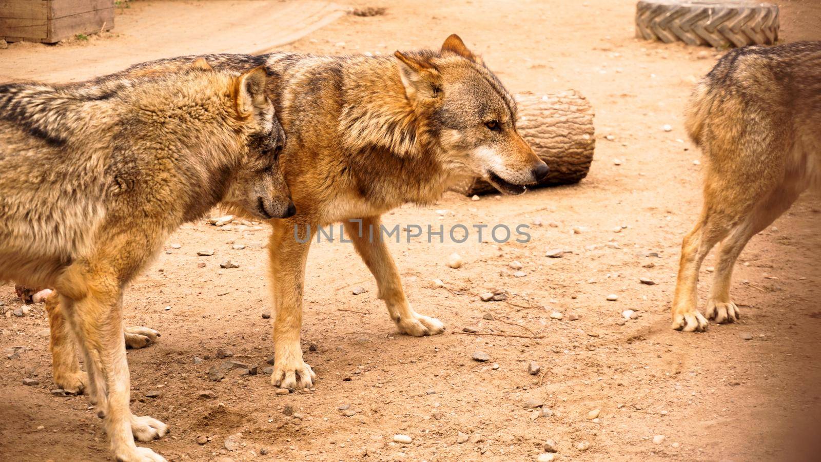 A pack of wolves at the zoo. Wolves in a zoo cage by natali_brill